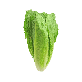 Organic lettuce