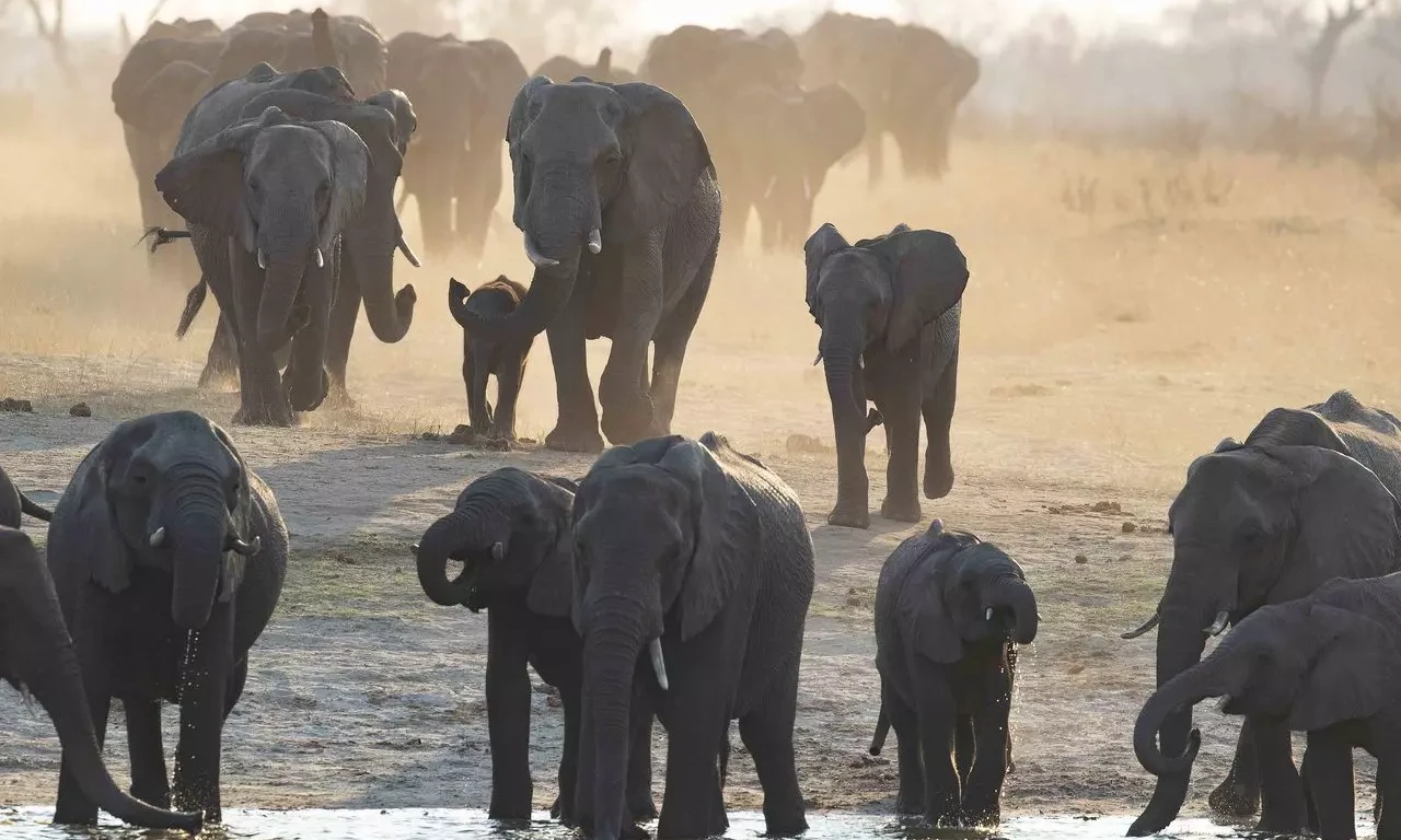 The Impact of Climate Change on Global Wildlife